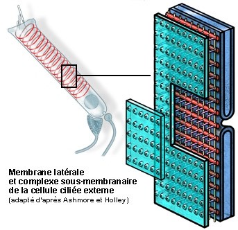 Arrangement schématique de la membrane plasmique latérale