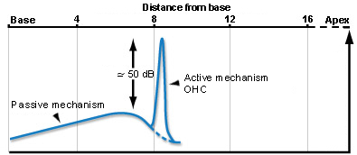 OHC active mechanism