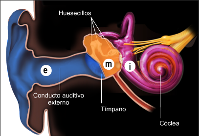 Grifo siete y media Medicinal Oído: generalidades | Cochlea