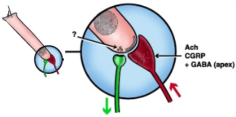 Organisation synaptique à la base d'une cellule ciliée externe (CCE)
