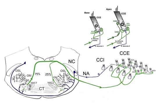 Circuito de modulación de actividad de las células ciliadas externas