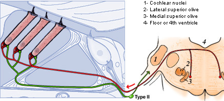 Organ of Corti: innervation | Cochlea