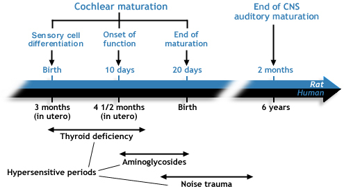 comparative development of the cochlea and the auditory brain