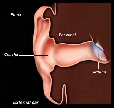  External ear: scheme 