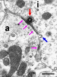 synapse, entre la CCI (i) et la fibre afférente (a)