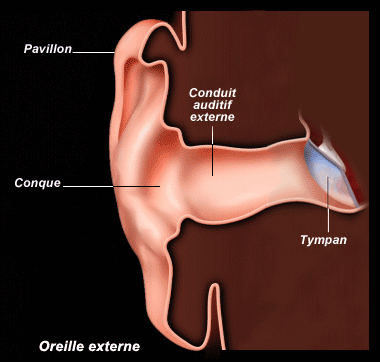 Schéma de l'oreille externe