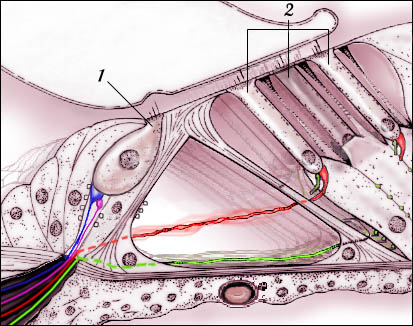 Innervation des cellules ciliées internes (1) et externes (2)