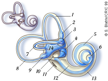 Les deux organes sensoriels de l'oreille interne : le vestibule et la cochlée