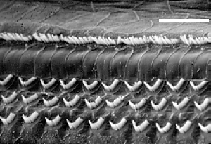 Arrangement des cellules ciliées à la base de la cochlée