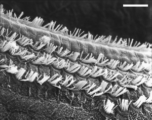 Arrangement des cellules ciliées à la partie apicale d'une cochlée de rat