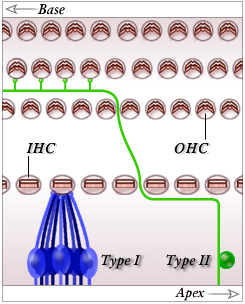 Schematic representation of the hair cells afferent innervation