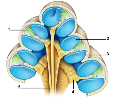Structure de la cochlée