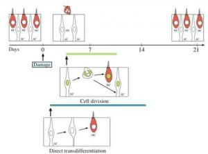 Transdifferentiation Cell-division