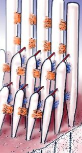 Cellules Ciliées – Voyage au centre de l'audition